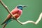 The Northern Carmine Bee-Eater (Merops nubicus).