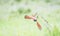 Northern Carmine Bee-eater Merops nubicus in Flight