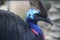 The Northern Cassowary