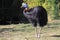 Northern cassowary