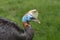 Northern cassowary, the one-wattled cassowary. Portrait