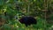 Northern cassowary walking in its forest in Papua New Guinea