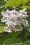 Northern catalpa flowers