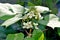 Northern Catalpa Tree in Flower - Catalpa speciosa