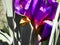 Northern Chequered Skipper Carterocephalus silvicola on purple iris flower ,  hard sunlight and shadow