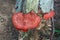 Northern cinnabar polypore fungus