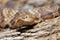 Northern Copperhead venomous pit viper found in Eastern North America