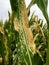 Northern corn leaf blight of maize & x28;Helminthosporium or Turcicum& x29; i