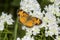 Northern crescent butterfly foraging for nectar on mountain mint