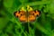 Northern Crescent Butterfly - Phyciodes cocyta