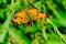 Northern Crescent Butterfly - Phyciodes cocyta