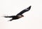 Northern crested caracara Caracara cheriway in flight