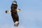 Northern crested caracara Caracara cheriway flying in the sky