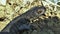 Northern crested newt, great crested newt or warty newt Triturus cristatus