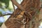 Northern crombec Sylvietta brachyura