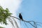 Northern crow holding nesting material with its beak.