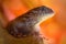 Northern Curly-tailed Lizard, Leiocephalus carinatus, detail eye portrait of exotic animal with orange clear background, this spec