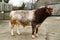 Northern Dairy Shorthorn