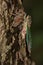 Northern Dog-day Cicada - Neotibicen canicularis