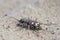 Northern dune tiger beetle - Cicindela hybrida