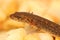 Northern Dusky Salamander ( Desmognathus fuscus )