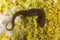 Northern Dusky Salamander ( Desmognathus fuscus )