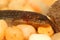 Northern Dusky Salamander ( Desmognathus fuscus )