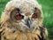 Northern eagle owl (Bubo Bubo)
