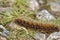 Northern Eggar Caterpillar