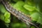 Northern Eggar Caterpillar in the Scottish forest.