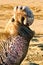 Northern Elephant Seal