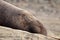 Northern elephant seal, male, on beach near San Simeon, California, USA