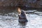 Northern elephant seal male vocalizing while standing in shallow water; visible hot air coming out of his mouth, Pacific Ocean