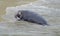 Northern Elephant Seal (Mirounga angustirostris)