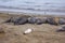 Northern Elephant Seal Mirounga angustirostris on beach in Big Sur along Rt 1 on the Pacific Ocean coast of Big Sur, Monterey