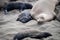 Northern Elephant Seal Mother and Pup