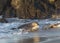 Northern elephant seal pup