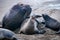 Northern Elephant Seals