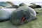 Northern Elephant Seals  31381