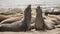 Northern Elephant Seals - Mirounga angustirostris, Adult Males, AÃ±o Nuevo State Park, California