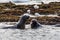 Northern elephant seals Mirounga angustirostris fighting during mating season in shallow water at low tide, Ano Nuevo State Park