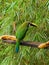 Northern Emerald Toucanet in Alajuela Cloud Forest in Costa Rica