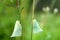 Northern flatid planthopper on the green grass flower