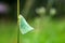 Northern flatid planthopper on the green grass flower