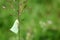 Northern flatid planthopper on the green grass flower