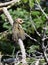 Northern Flicker on a branch with stretched wing