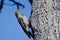 Northern Flicker Clinging To Side of Tree