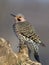 Northern Flicker (Colaptes auratus)