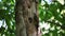 The Northern flicker Colaptes auratus nesting in Wisconsin