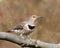 Northern Flicker female